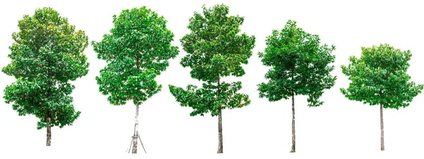 Samling av gröna träd isolerad på vit bakgrund. Royaltyfria Stockbilder