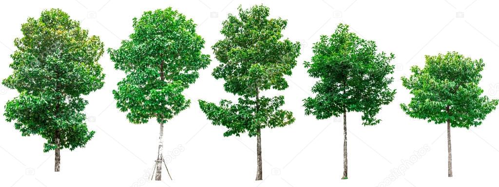 Collection of green trees isolated on white background.