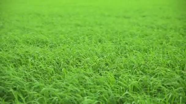 Paisagem de um belo campo de arroz balançando ao vento . — Vídeo de Stock