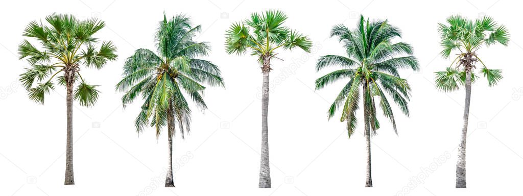 Set of Palm trees isolated on white backgrounds.