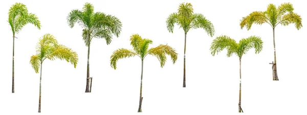 Sammlung von Palmen isoliert auf weißem Hintergrund. — Stockfoto