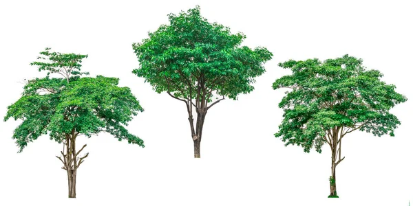 Sammlung grüner Bäume isoliert auf weißem Hintergrund. lizenzfreie Stockfotos