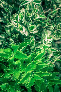 Yeşil doğa arka yaprağına