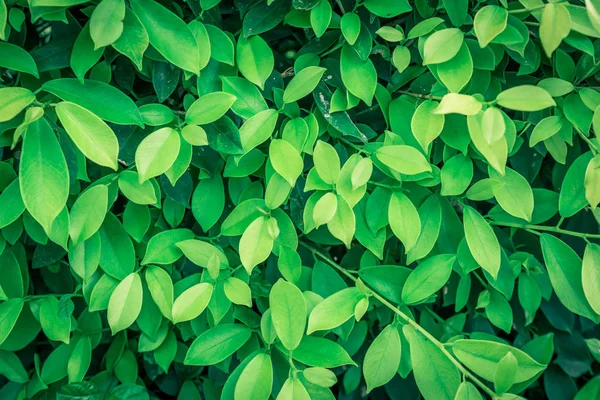 Yeşil doğa arka yaprağına