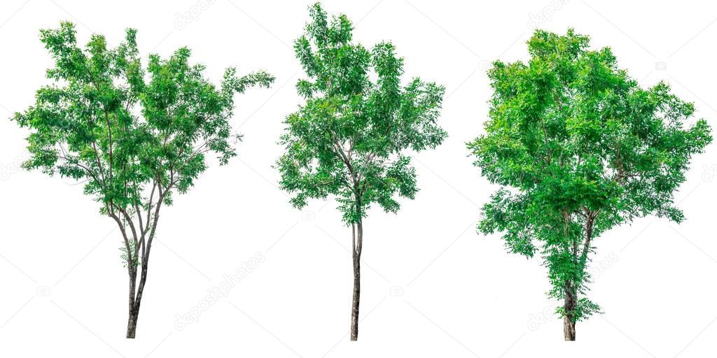 Collection of green trees isolated on white background.