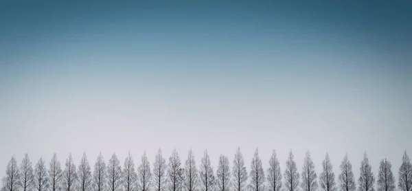 Rad av tallar med klar blå himmel på bakgrunder. — Stockfoto