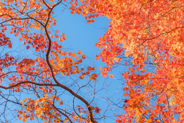 Осенние цвета японских кленовых листьев . — стоковое фото