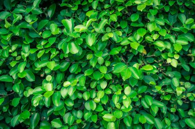 Yeşil doğa arka yaprağına.