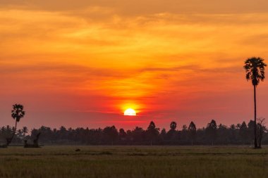 Renkli kırmızı güneş disk şeker palmiye ağacı, kırsal Tayland pirinç alanıyla yükselen.