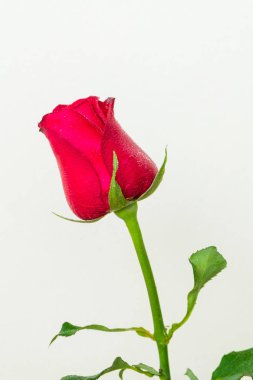 güzel kırmızı gül