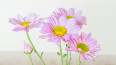 Beyaz arkaplanda güzel bir çiçek