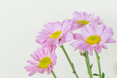 Beyaz arkaplanda güzel bir çiçek