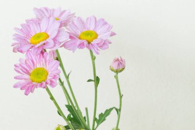 Beyaz arkaplanda güzel bir çiçek