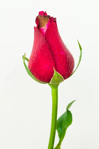 美しい赤いバラが白い背景に — ストック写真