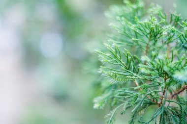 Çam ağacı dalı portre resmi