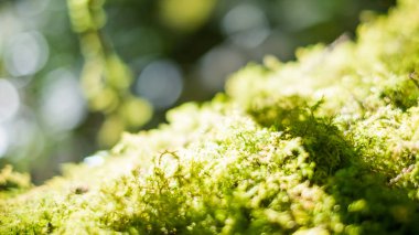 Yeşil Moss üzerinde ağaç gövdeleri, Doi Inthanon Milli Parkı Chiangmai, Tayland