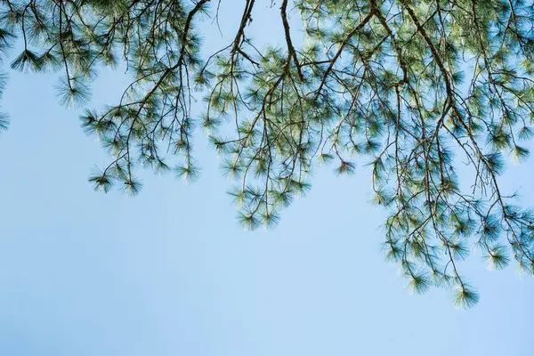 Mavi gökyüzü blackground Grren yaprağı