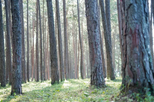 Çam ağacı Bahçe Chiangmai Tayland