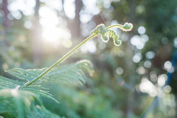 Orman arka planda gündoğumu ile büyüyen genç bitki — Stok fotoğraf