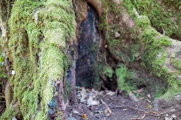 치앙마이, 태국도이 Inthanon 국립 공원에서 나무 줄기에 그린 이끼 — 스톡 사진