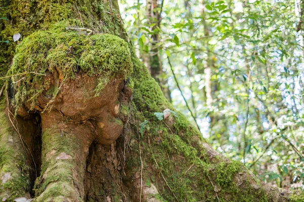Yeşil Moss üzerinde ağaç gövdeleri, Doi Inthanon Milli Parkı Chiangmai, Tayland