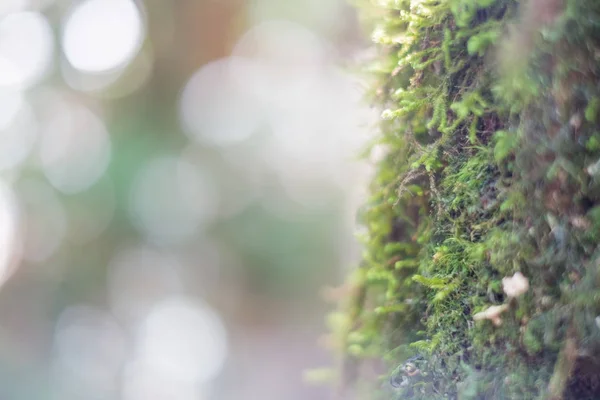 中国 doi inthanon 国家公园树干上的绿色苔藓 — 图库照片