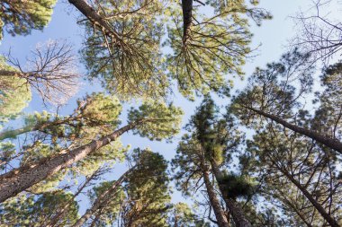 Çam ağacı Bahçe Chiangmai Tayland