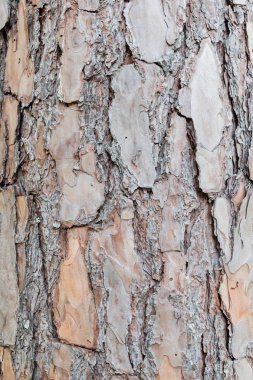 Çam ağacı doku blackground