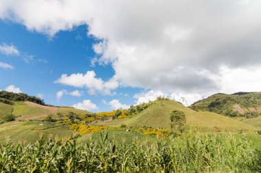 Maehongson, Tayland tepede Meksika ayçiçeği