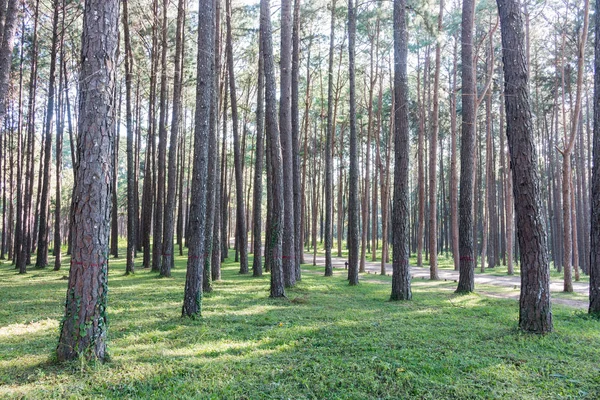 Çam ağacı Bahçe Chiangmai Tayland