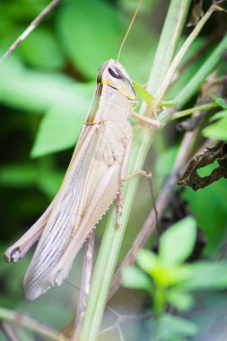 Çayır çekirge ayakta çimenlerin üzerinde kapatın