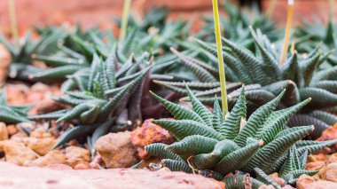 Aloe Vera, yakın çekim