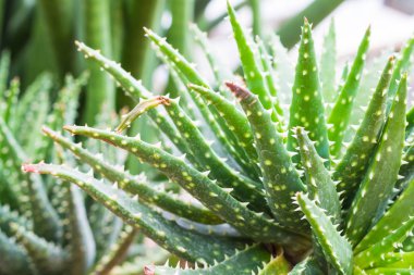 Aloe Vera, yakın çekim