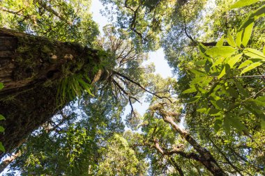 Büyük ağaç ormanda Doi Inthanon Milli Parkı Chiangmai, Tayland at