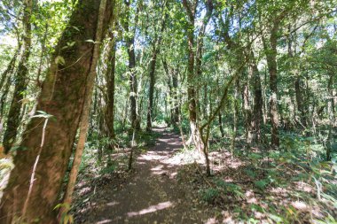 Büyük ağaç ormanda Doi Inthanon Milli Parkı Chiangmai, Tayland at