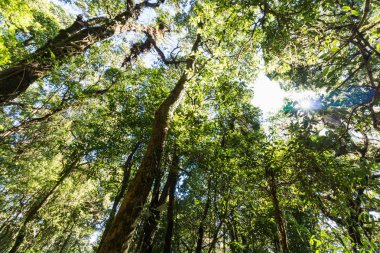 Büyük ağaç ormanda Doi Inthanon Milli Parkı Chiangmai, Tayland at