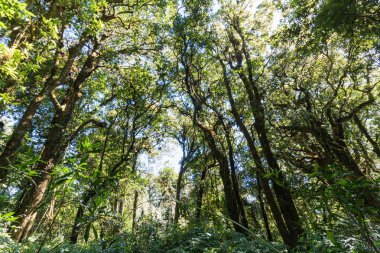 Büyük ağaç ormanda Doi Inthanon Milli Parkı Chiangmai, Tayland at