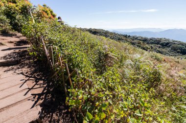 Kew Mae Pan doğa iz Doi Inthanon Milli Parkı'nda, Chiang Mai, Tayland