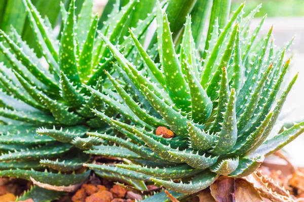 Aloe Vera, κοντινό πλάνο — Φωτογραφία Αρχείου