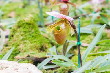 Çok Beauful orkide çiçek