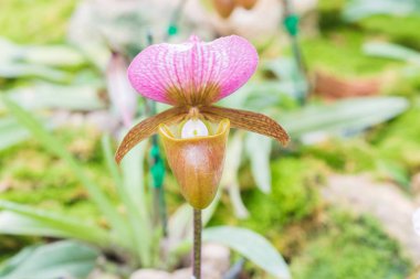 Güzel orkide çiçekleri kapatın