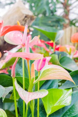 güzel flamingo çiçeği kapatın