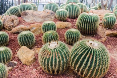 Bahçedeki güzel kaktüs