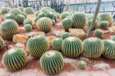 Bahçedeki güzel kaktüs