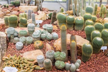 Bahçedeki güzel kaktüs