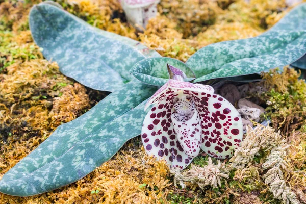 Дуже красиві квіти орхідей — стокове фото