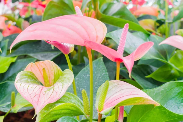 güzel flamingo çiçeği kapatın