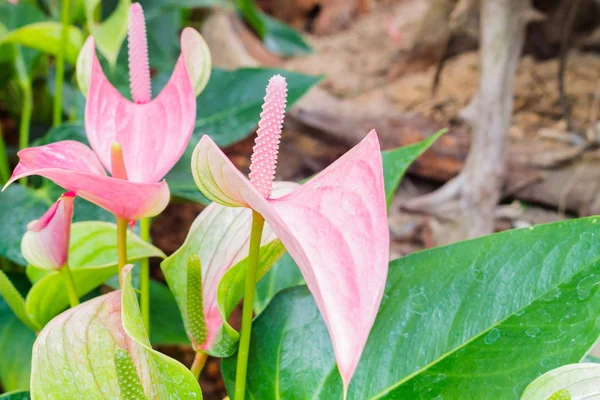 güzel flamingo çiçeği kapatın