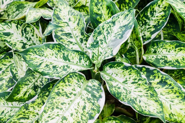 güzel yeşil çiçek kapatın