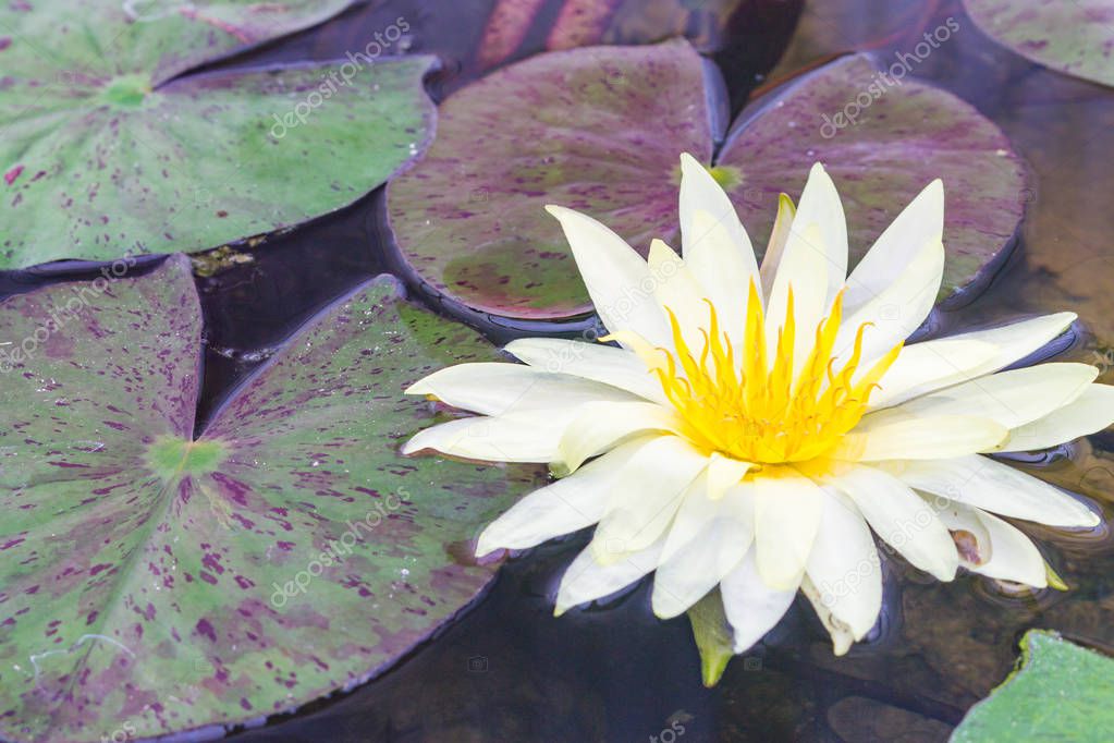 Beauful white Lotus flowers